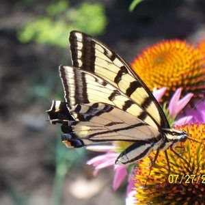 Meet your Posher, Diane